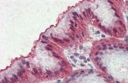 Embigin/EMB Antibody, Novus Biologicals 50 &mu;g | Buy Online | Novus Biologicals | Fisher Scientific